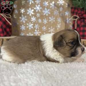 Wrangler, Shih-Poo Puppy